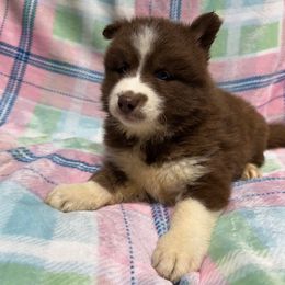 AKC Macchiato - Red and white female Siberian Husky puppy in Centreville, Maryland from Huskies By the Bay