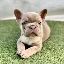 Girl 4 - Cream female French Bulldog puppy in Walnut, California from Flores Frenchies