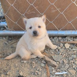 Autumn sun - Cream male Schipperke puppy in Randsburg, California from Schipperke Ranch