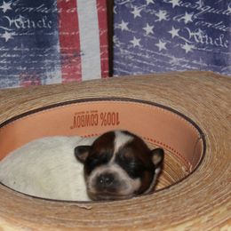 Girl 3 - Australian Cattle Dog puppy in Helena, Montana from Spring Haven Heelers