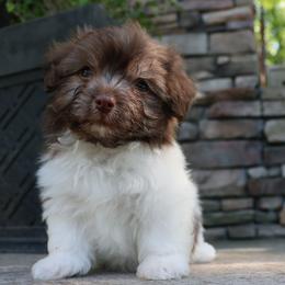 Sequoia - Chocolate female Havanese puppy in Hamptonville, North Carolina from Alabama Havanese Kennel Tidewater Kennel