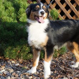 Charlie - Australian Shepherd