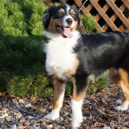 Charlie - Australian Shepherd