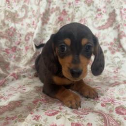 Dapple Female - Dapple female Dachshund puppy in Galax, Virginia from Dells  Dachshund’s
