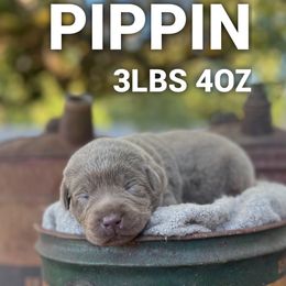 Pippin - Silver male Dilute Retriever puppy in Puyallup, Washington from 12 Door Farm Labradors