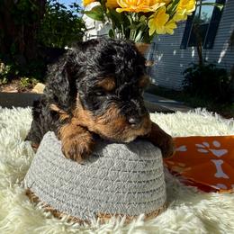 Star - Phantom female Poodle puppy in Lakeland, Florida from Gulfside Poodles