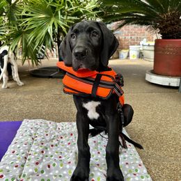 Great Danes from Megan Toeller