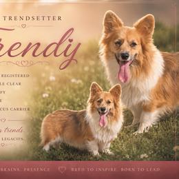 Trendy - Pembroke Welsh Corgi