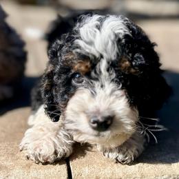 Jonah - male Australian Mountain Doodle puppy in Lincoln, Nebraska from GRand Doodles