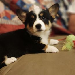 Black tri boy - Black and tan male American Corgi puppy in Hampton, Tennessee from TC Farms Stock Dogs - Miniature Australian Shepherds