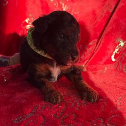 Bear - Black tri-color male Aussiedoodle puppy in Deer Park, Washington from Doodle Paw Ranch