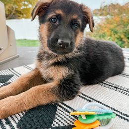 German Shepherd Puppies from Sand Hill Shepherds & Setters