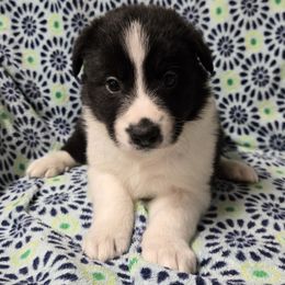 Boy 3 - Black and white male Border Collie puppy in Richland, Pennsylvania from Winter Creek Border Collies