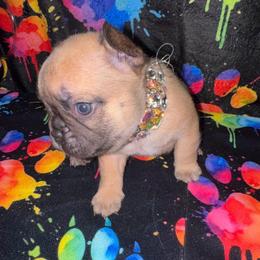 Diamond Dream - Blue fawn female French Bulldog puppy in Fort Wayne, Indiana from Jack & Ruby’s Frenchies