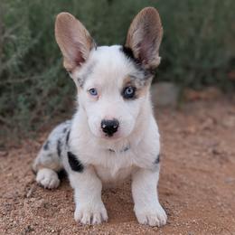 AKC Cardigan Boy 'Trek - Blue merle and white male Cardigan Welsh Corgi puppy in Tombstone, Arizona from WeVolution Off-Grid