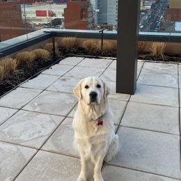 Golden Retriever Puppies from Mountain Laurel Goldens