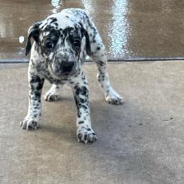 Mongo - White and black male Dalmatian puppy in Fort Cavasos, Texas from Mainstreet Dalmation