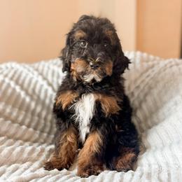 GUARDIAN HOME - Ozzy - Phantom male Goldendoodle puppy in California City, California from Summer Sun Doodles