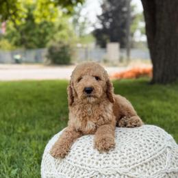Blue collar boy - Apricot male Goldendoodle puppy in Spokane, Washington from Dream Doodles in Spokane WA