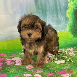 CINNAMON - Red brindle female Havanese puppy in Summerfield, Florida from Honor Havanese