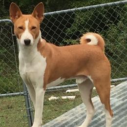 Hogan - Basenji