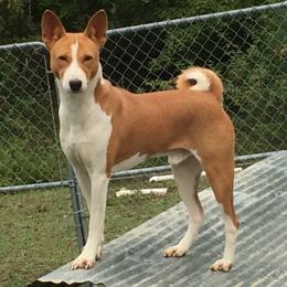 Hogan - Basenji