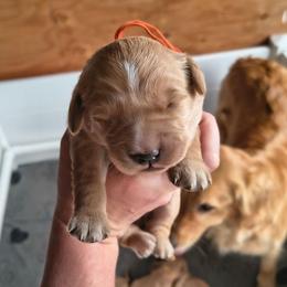 Jessie- Orange collar  (1st pick female) - Golden female Golden Retriever puppy in Tenino, Washington from Oak River Goldens'