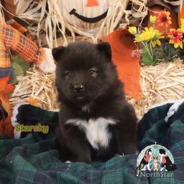 Starsky - male Nenets Herding Laika puppy in Rockwell, Texas from Tundra Fox laikas