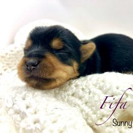 Fifa - Black and tan female Yorkshire Terrier puppy in Minnesota from Sunny Sky Yorkies