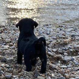 Axis - Black male Pug puppy in Prairieville, Louisiana from Freedom Meadow Farm