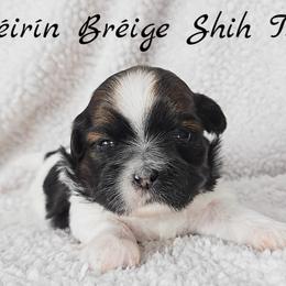 AKC Tri-Color Female - Tricolor female Shih Tzu puppy in Las Vegas, Nevada from Beirin Breige Shih Tzus