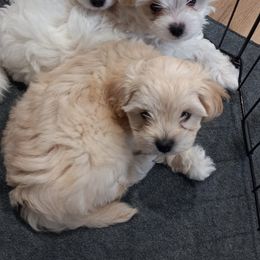 Maltipoo Puppies from Laura's Maltipoos