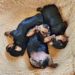 Yorkshire Terrier Puppies from Wayne's Yorkies