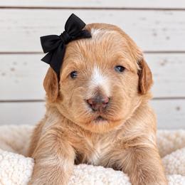 Tayter - Red  female Goldendoodle puppy in Atwood, Oklahoma from Luxe Doodle Haven