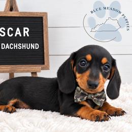 Oscar - Black and tan male Dachshund puppy in London, Kentucky from Blue Meadow Puppies