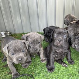 Cane Corso Puppies from DiamondBabyCorso