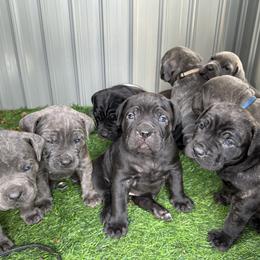 Cane Corso Puppies from DiamondBabyCorso