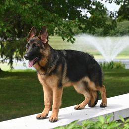 German Shepherd Puppies from Riverline Shepherds