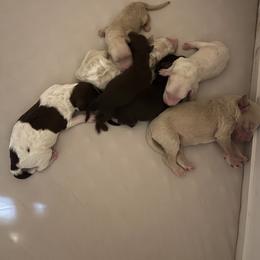 Labradoodle puppies from I Love U Back Labradoodles, LLC