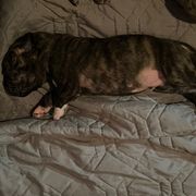 Garra Blanca - Silver male Perro de Presa Canario puppy in Lenexa, Kansas from Medianoche GatoPerros