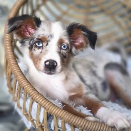 Skittles - Blue merle female Miniature Australian Shepherd puppy in Killen, Alabama from Wilkers Wholehearted Mini Aussies