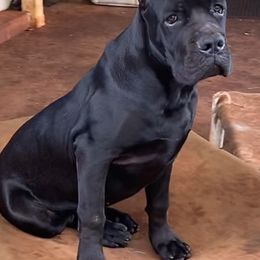 Cane Corso from Diamond Cut Kennels, Hawaii