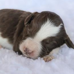 Boy 7 - male Labradoodle puppy in Crete, Nebraska from Doodles & Co
