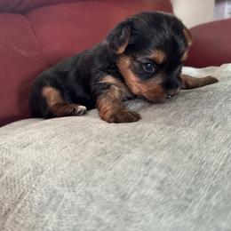 Yorkshire Terrier Puppies from CDA Heavenly Yorkies