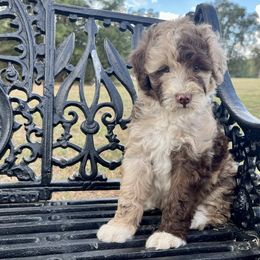Chocolate Harlequin Merle Male - Red merle male Aussiedoodle puppy in Crawford, Mississippi from Magnolia State Poodles and Doodles