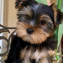 Yorkshire Terriers from Stan's Yorkshire Terriers