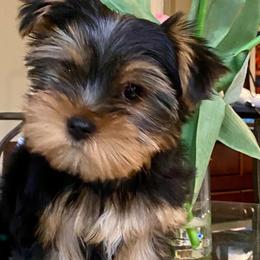 Yorkshire Terriers from Stan's Yorkshire Terriers