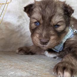 River - Red and white male Siberian Husky puppy in Coshocton, Ohio from Wyant Farms