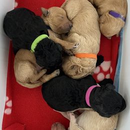 Goldendoodles from Rosie's Doodles