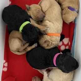 Goldendoodles from Rosie's Doodles